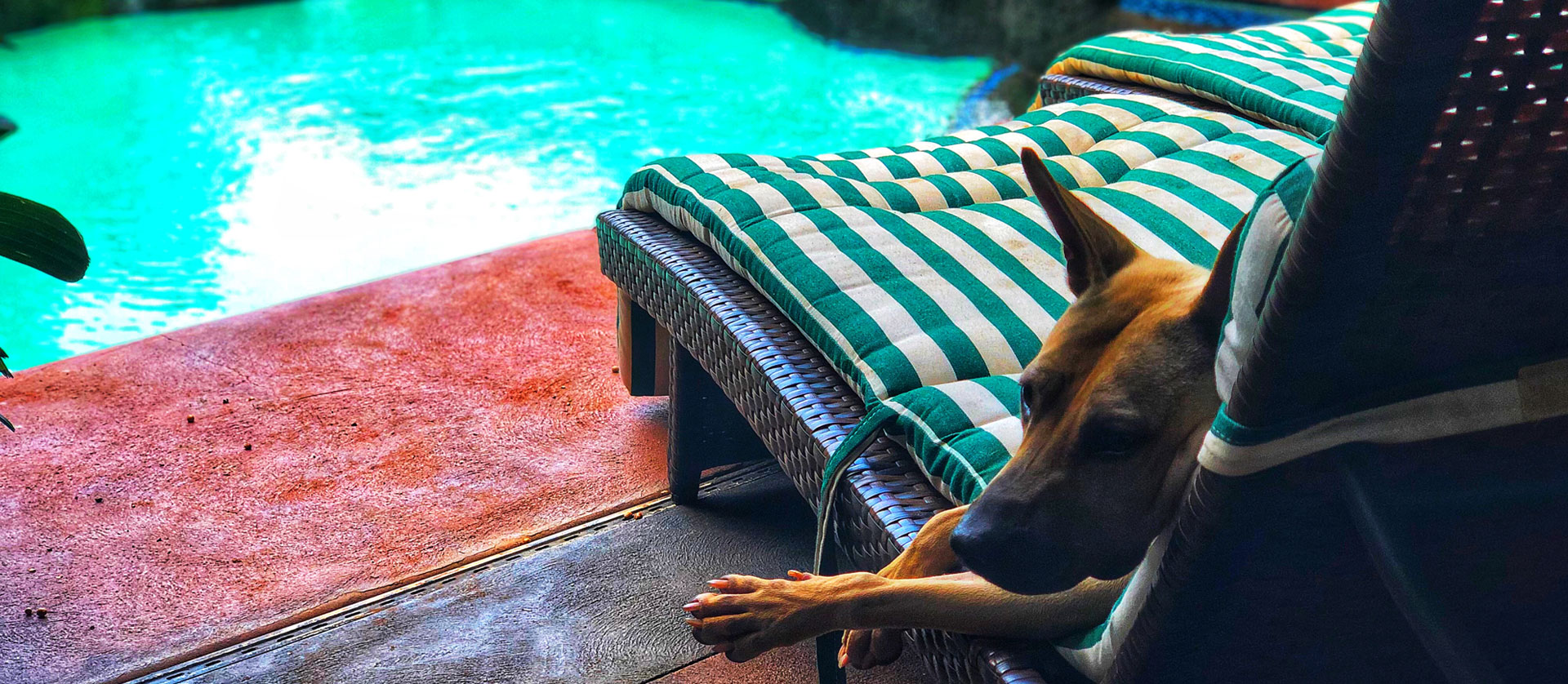 Dog laying by the pool in Hawaii