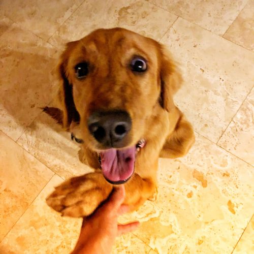 Golden Lab shaking paws with Maria