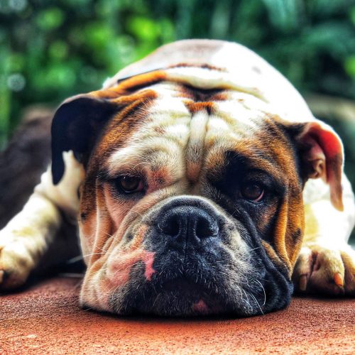 English bulldog laying down after their dog training session