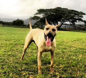 Dog running in a Hawaiian field
