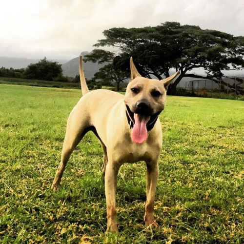 Dog running in a Hawaiian field