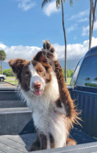 Dog in Hawaii waving in the back of a truck