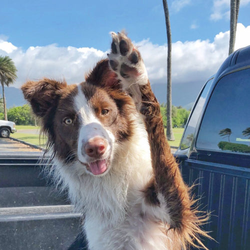Dog in Hawaii waving in the back of a truck