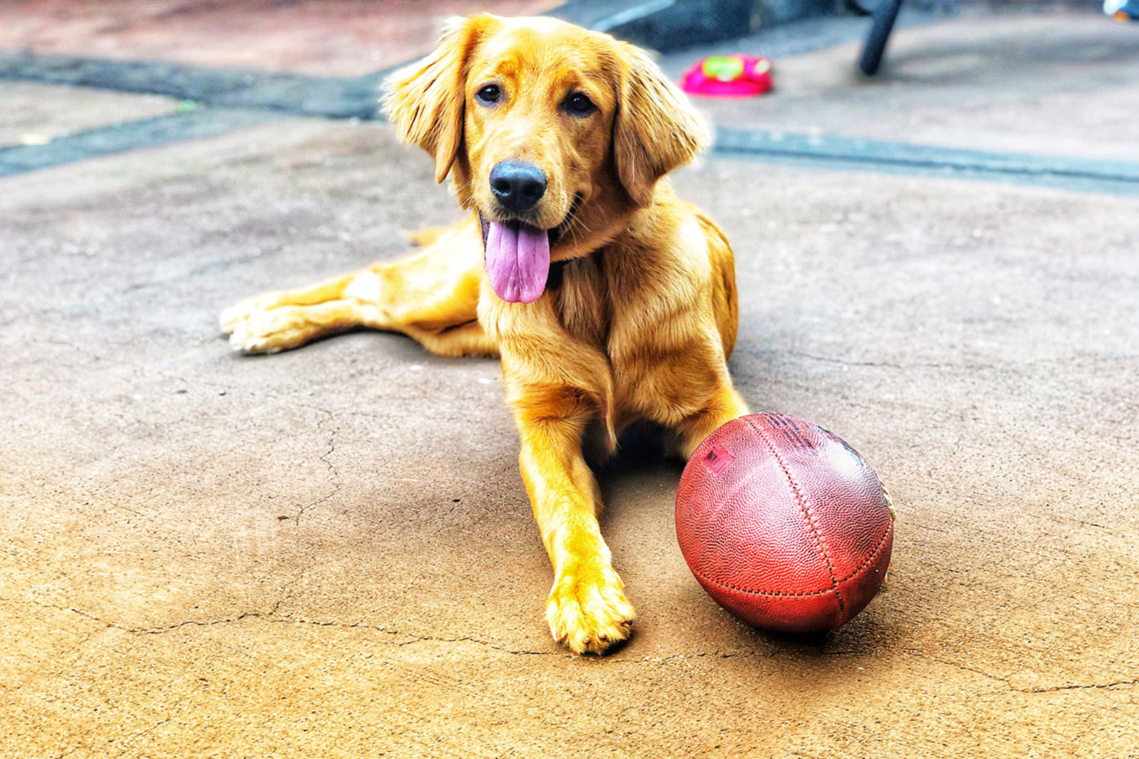 Golden lab pup after training with a football