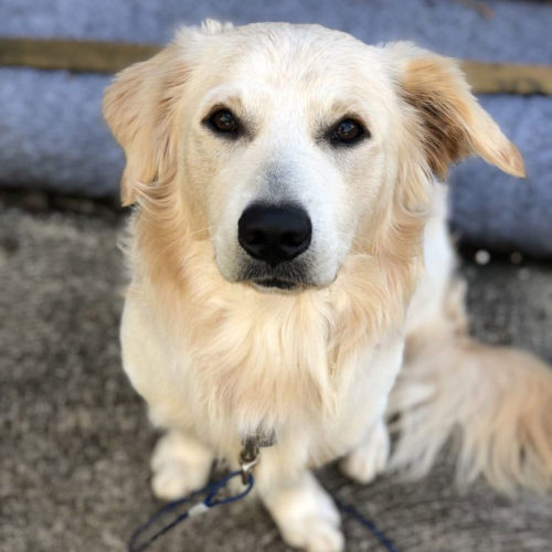 Golden lab sitting after dog training