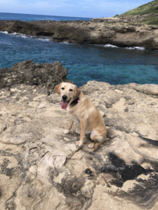 Puppy Lili sitting on the Hawaiian shore