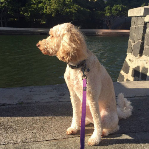 Labradoodle sitting by the beach in Hawaii after training