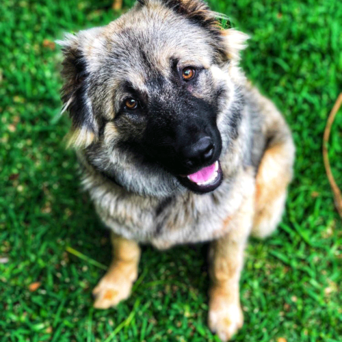 Rosie Sitting on the grass smiling