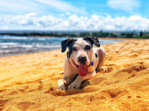 Dog laying in the sand
