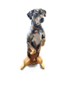 Dog standing on it's hind legs