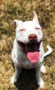 Happy dog smiling