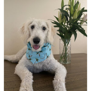 Blue bandana with palm trees for dogs