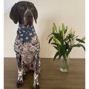 Blue flower dog bandana
