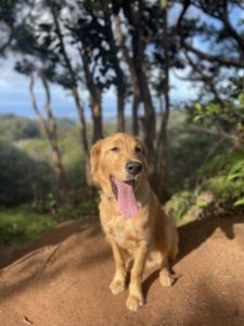 Happy dog on mountain