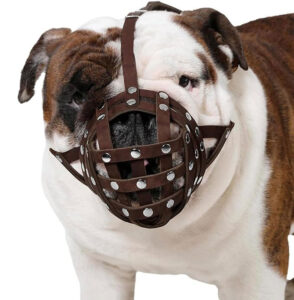 Dog with dog mask