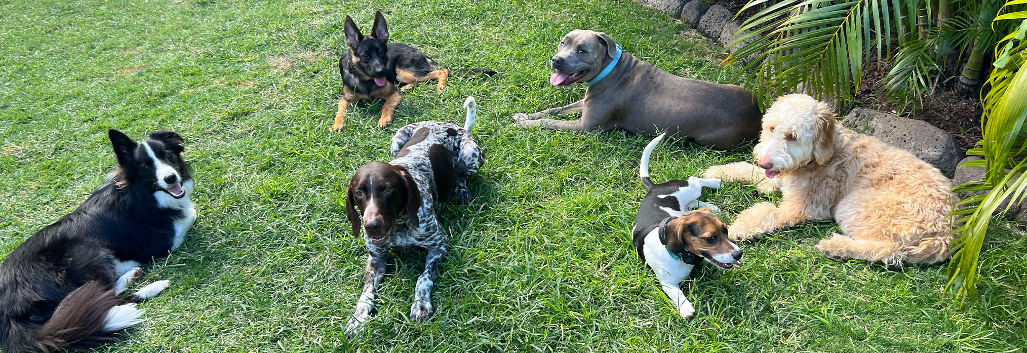 Group of dogs on the lawn