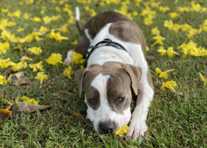 puppy playing with flowers