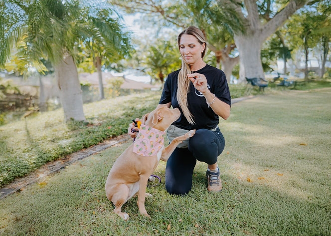 Dog training in the park with a trainger
