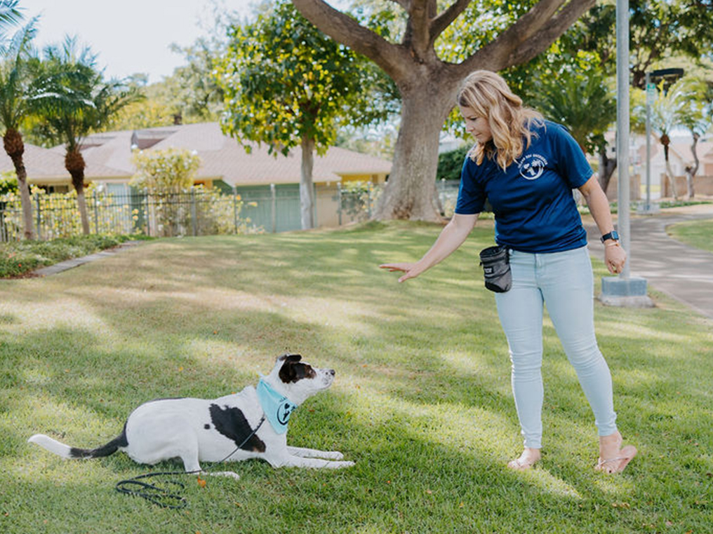 Oahu dog trainer teaching advanced obedience commands during outdoor dog training session in Honolulu park; professional Board and Train programs at Island Dog Obedience.