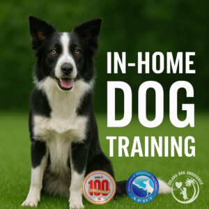In home dog training with dog